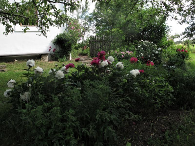 paeonienrosen.JPG