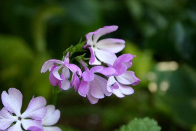 Primula_sieboldii_PushimisotaBlute.jpg