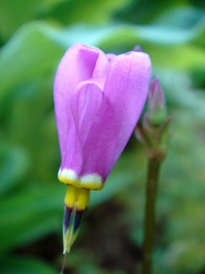 Dodecatheon_Kronung.JPG