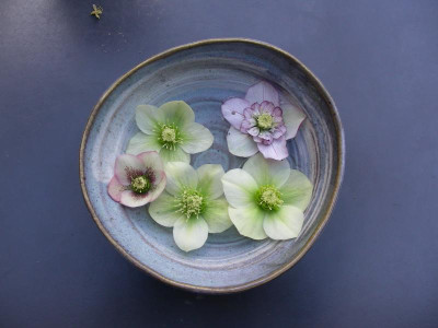 japan Schale Helleborus orientalis DSCN7015.JPG