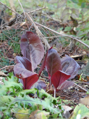 2023-02-04 Bergenia 'Balbithan'.jpg