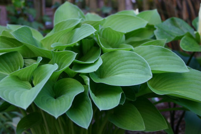 Hosta_Birchwood_Parkys_Gold.jpg