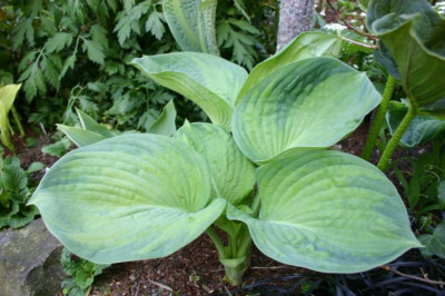 Hosta_Spinning_Wheels.jpg