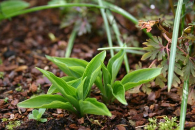 Hosta_Pixie_Vamp.jpg