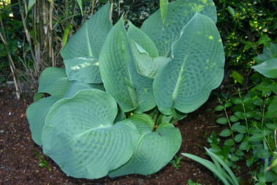 Hosta_Snowden.jpg