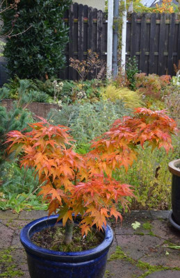 Acer_palmatium-Mikawa Yatsubusa.21-1.jpg