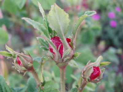 barondebonstetten2008.jpg