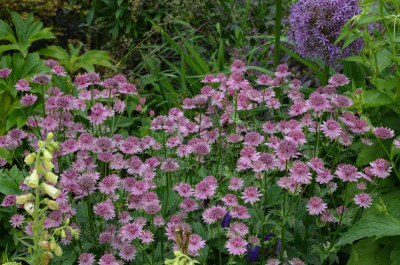 Astrantia-Roma.16-1.jpg