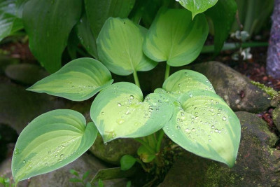 Hosta_Olive_Branch.jpg