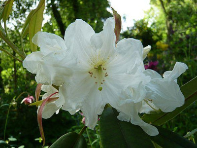 Rhododendron_decorum_fars_2008.jpg