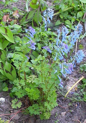 Corydalis_klein_rote_Stiele_21.5.08.jpg