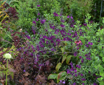 Salvia-Nachtvlinder.22-4.jpg