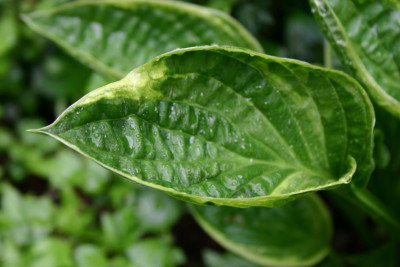 Hosta_Cowrie.jpg