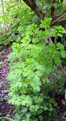Corydalis_spat_gro_21.5.08.jpg
