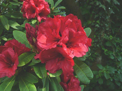 Rhododendron_unbekannt_fars_2008.jpg