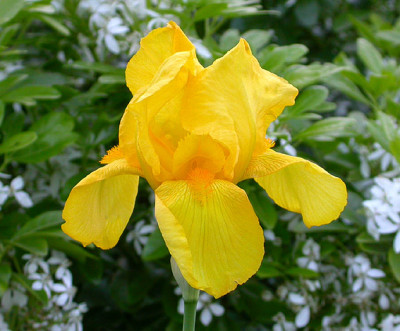Iris_unbekannt_goldgelb_roter_Bart_21.5.08.jpg
