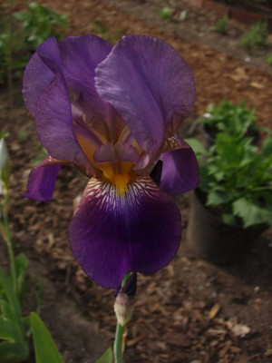 lent_a._williamson_2008.jpg