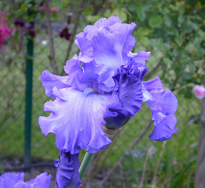 Iris_Blenheim_Royal_21.5.08.jpg