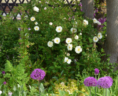 Rosa_pimpinellifolia-DoubleCream.22-2.jpg