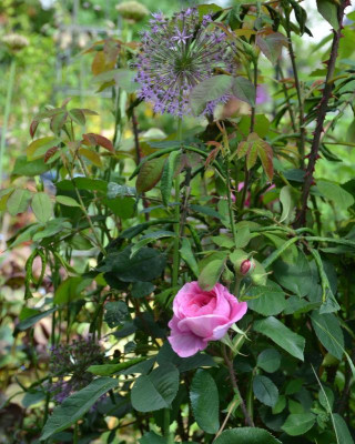 Rose-GertrudeJekyll.21-1.jpg