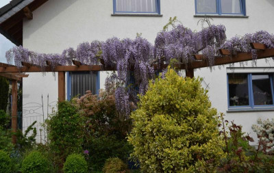 Wisteria_floribunda.15-3.jpg