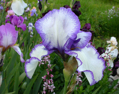 Iris_Loop_The_Loop_21.5.08.jpg