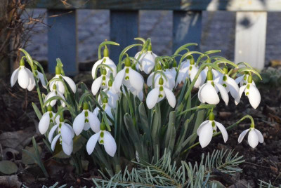 Galanthus_elwesii.19-3.jpg