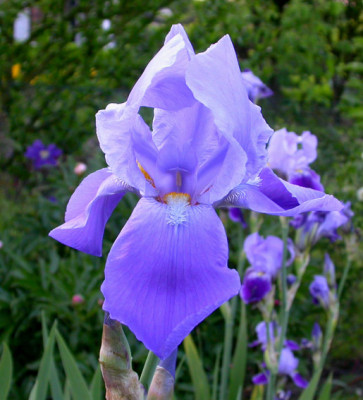 Iris_unbekannt_blaulila_mit_rotem_Bart_21.5.08.jpg