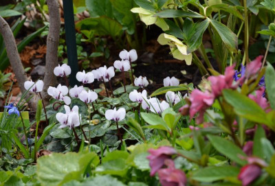 Cyclamen_coum-weiß.20-2.jpg