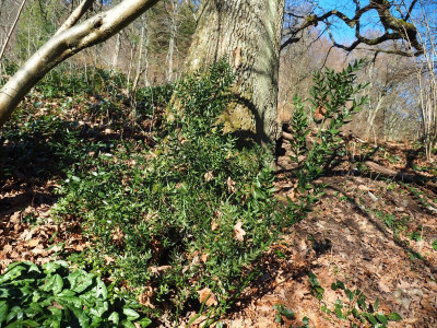 Ruscus aculeatus b P2080002.JPG