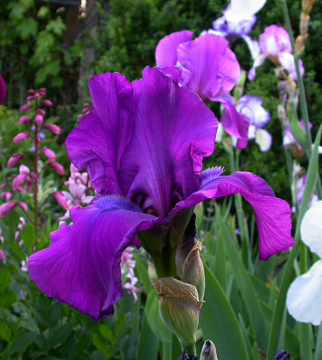 Iris_Gondolier_21.5.08.jpg