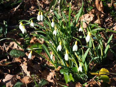 Galanthus x valentinei 'Spindlestone Surprise' P2080006.JPG