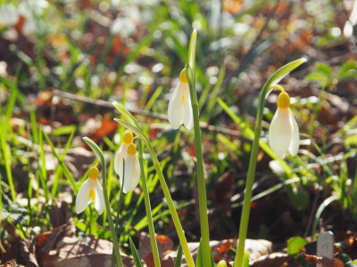 Galanthus plicatus subsp. plicatus 'Madelaine' P2080009.JPG
