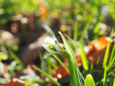 Galanthus plicatus 'Philippe André Meyer' P2080008.JPG