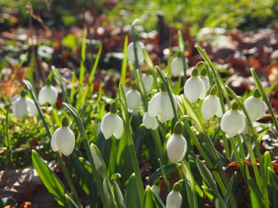 Galanthus plicatus Augustus P2080010.JPG