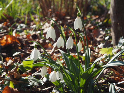 Galanthus plicatus Seraph P2080011.JPG