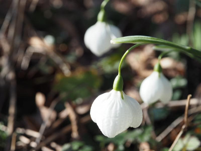 Galanthus plicatus Diggory P2080012.JPG