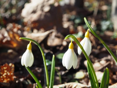 Galanthus plicatus Sarah Dumont P2080013.JPG