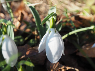Galanthus elwesii Lange Nase P2080016.JPG