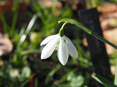 Galanthus elwesii Godfrey Owen P2080021.JPG