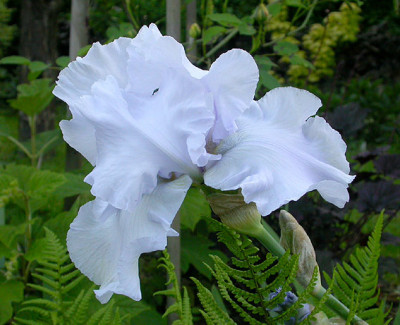 Iris_Crown_Sterling_21.5.08.jpg