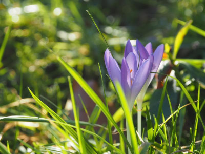 Crocus tommasinianus ziemlich blau b P2080024.JPG