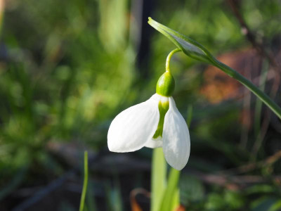 Galanthus elwesii behämmert b.JPG