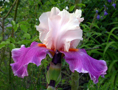 Iris_Latin_Lover_21.5.08.jpg