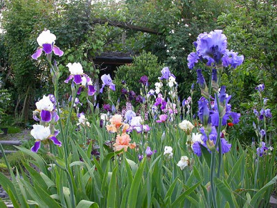 Irisbeet_21.5.08.jpg
