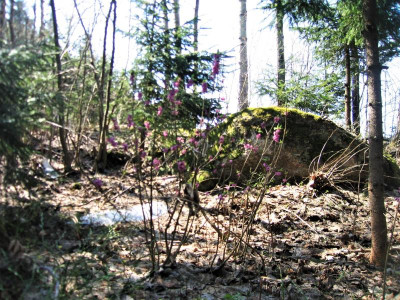 seidelbast (2).JPG