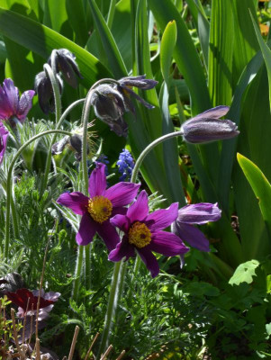 Pulsatilla.22-2.jpg