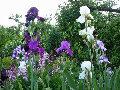 Irisbeet_mit_Diptamus_21.5.08.jpg