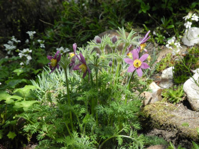 Pulsatilla vulgaris 2020-05-04 (1).JPG