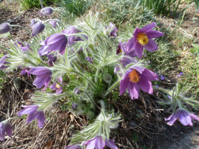 P1290185.JPG